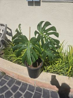 Monstera plant