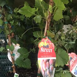 Red Grape Vine 1 Gallon Fully Rooted