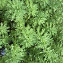 Aquatic / Pond Plants Parrots Feather (read Description Below)