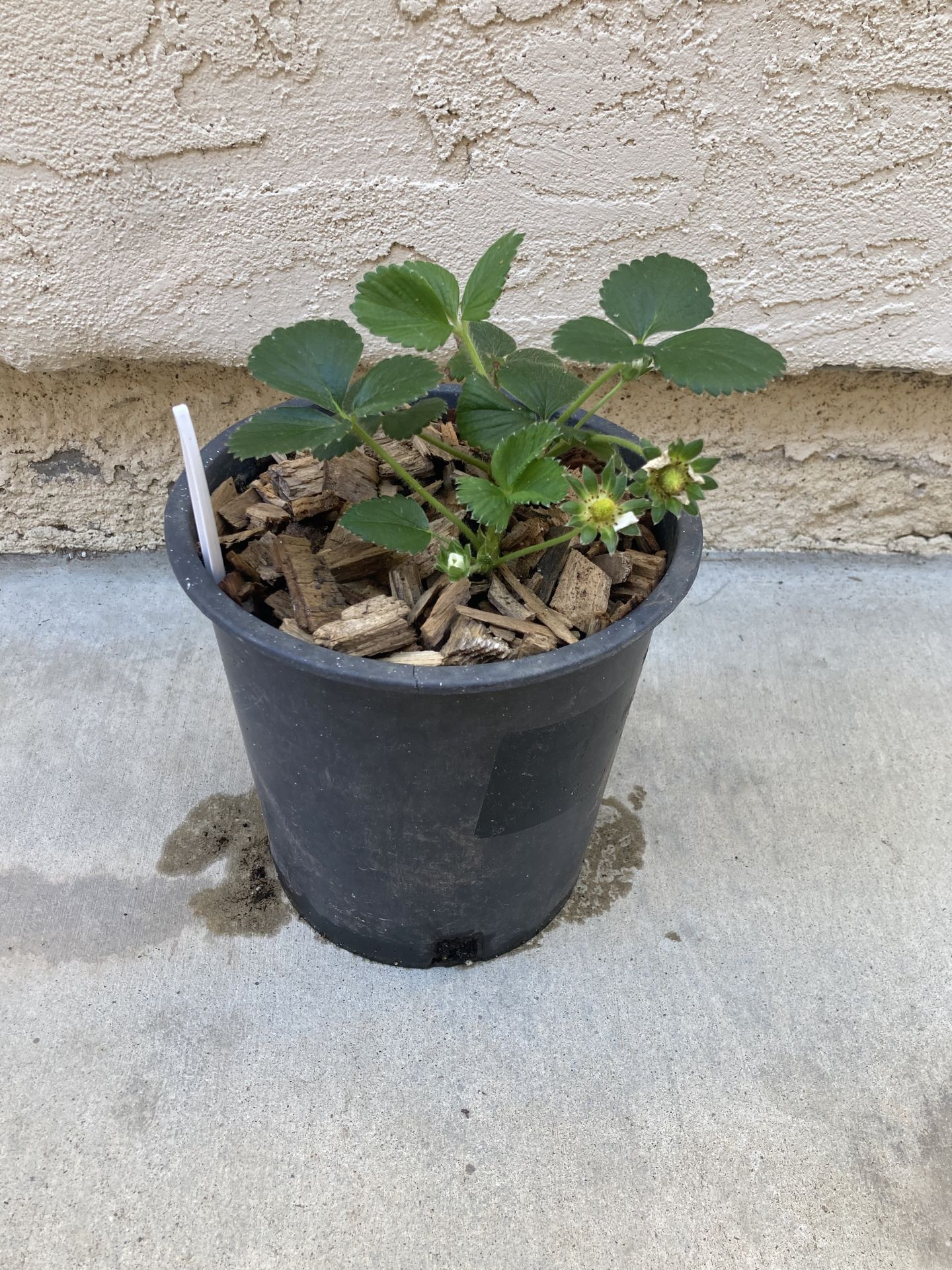 Albion Strawberry Plants, 1 Gallon, Organically Grown