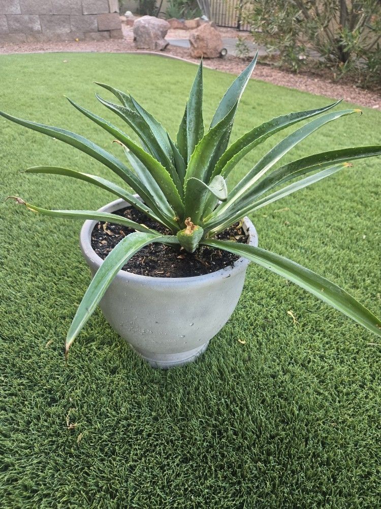Live Blue Agave Plant In 10inch Tall Grey Urn Shape Resin Pot