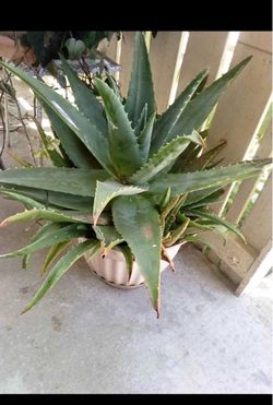 Large Potted Aloe Vera Plant