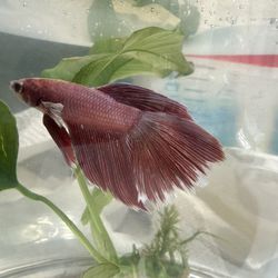 Betta Male Fish+ Bunk Bed Plant+food
