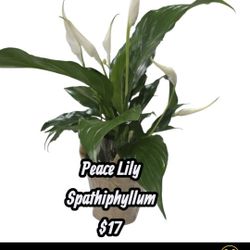 Peace Lily Spathiphyllum