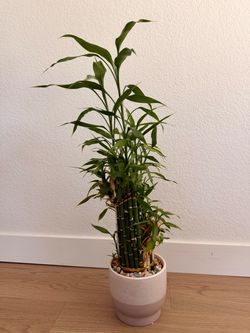 30” Lucky Bamboo Plant in Ceramic Planter