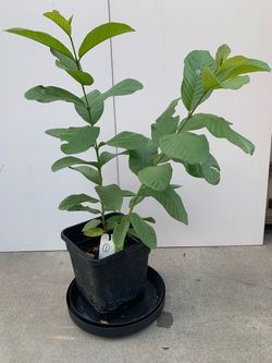 #1- Thai White Guava Tree from Seeds
