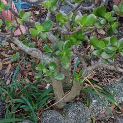 Large Jade Plant In Ground REDUCED  to $30