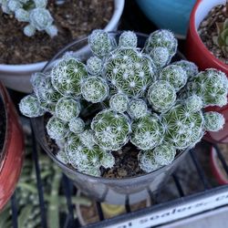 Mammillaria vetula Cactus 