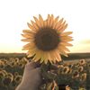 🌻