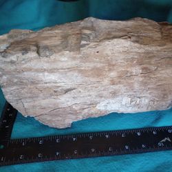 Santa Fe NM Petrified Wood