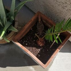 SAGO PALM "PUPS" or "OFF SHOOTS"