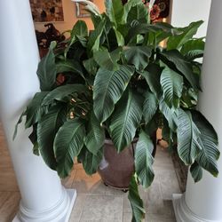 Mega Peace Lilly Plant