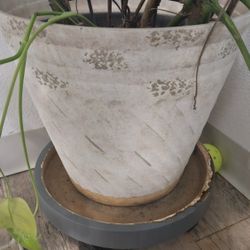 Mature Elephant Ear Plant