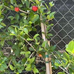 Barbados Cherry W/ Fruits And Flowers (Cây Seri Go Công Chua Và Ngọt)