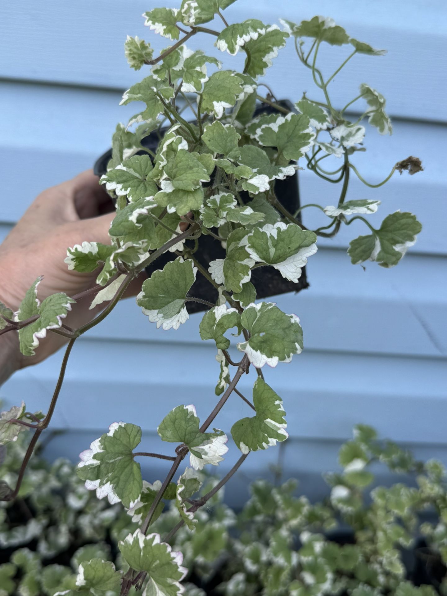 Dichondra plants $3 each 15 available