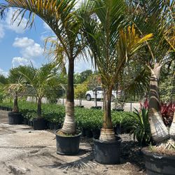 Spindle Palm