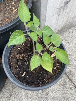 Peruvian Groundcherry