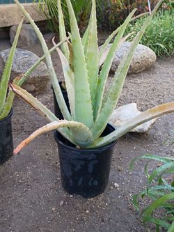 Aloe vera health plant savila