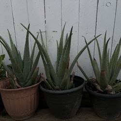 Aloe Vera Plants