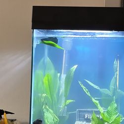 10 gallon fish tank 