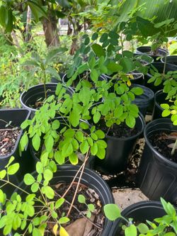 Moringa Seedlings