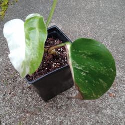 Variegated Monstera Albo Plant ( Pls Read Description Below) 