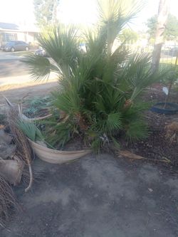 Palm tree free