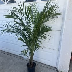 Palm Over 5ft