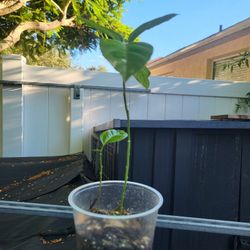 passion fruit plant