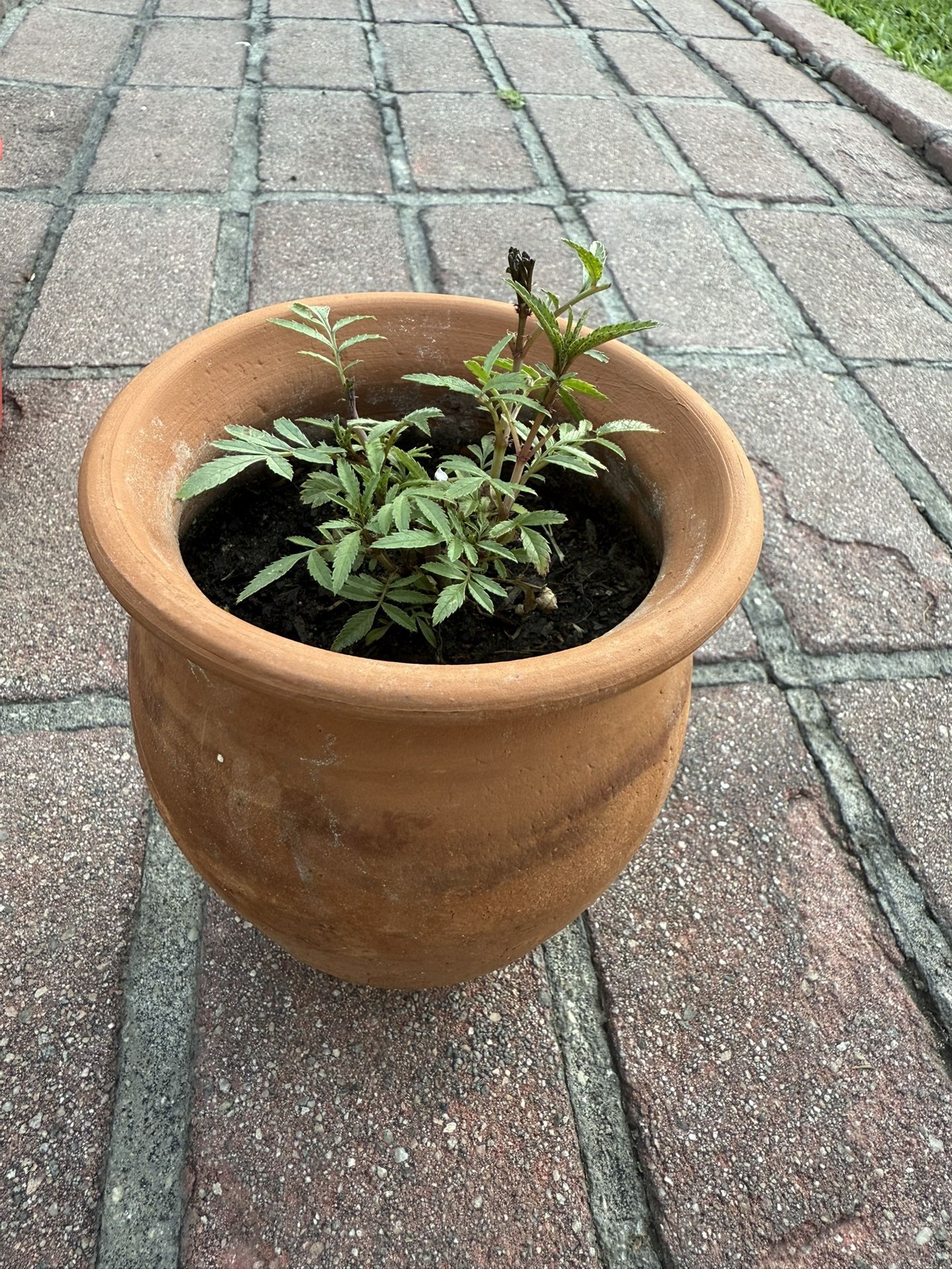 Peruvian Mint Huacatay Menta Peruano 🇵🇪