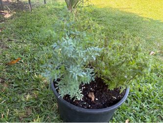 Herb plants