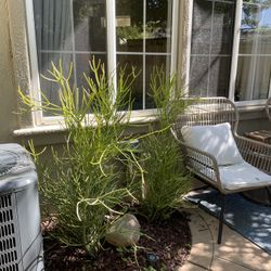 Mature Fire stick Succulent Trees