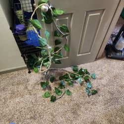 Vines