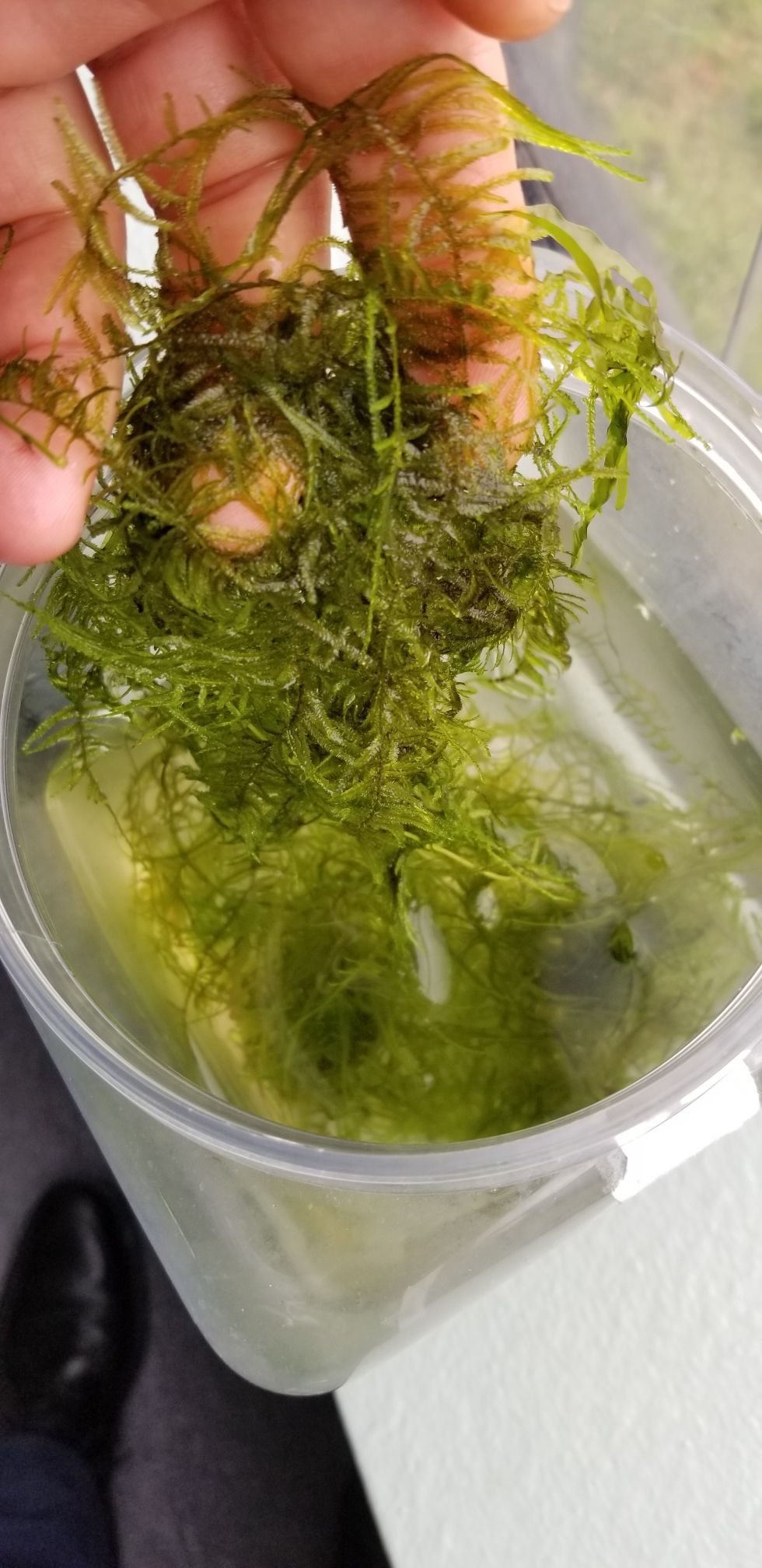 Java moss for aquarium or terrarium