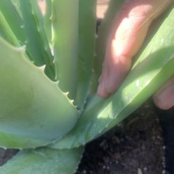 Aloe Vera Barbadensis-20”-22” Mature & Healthy
