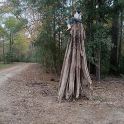 Big sinker cypress stump fifteen hundred dollars delivery available