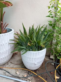 Medium aloe plant super healthy with pot