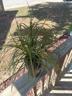 Plants in vase (artificial plants)