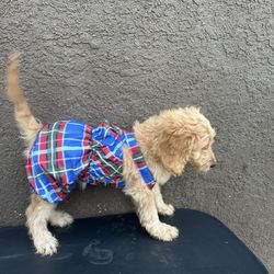 Clothes For Dogs 