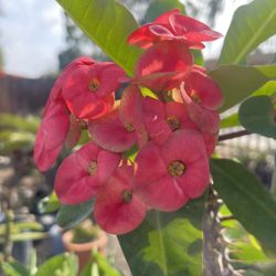 Corona de Cristo flor roja los grandes en maceta de cinco galones
