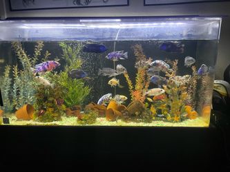 Fish tank