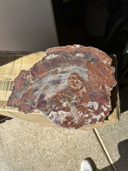 Petrified Wood