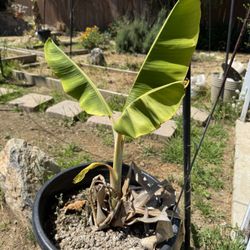 Small Banana Tree In Pot