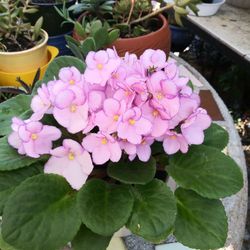 Blooming African Violet Plant in a Pot