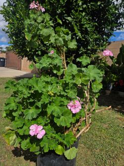 Malva/ jeranio Plant
