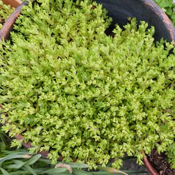 Stone Crop Ground Cover 