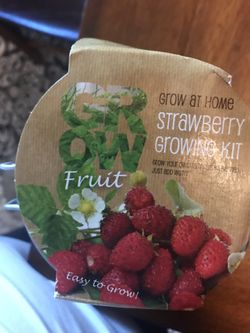 Strawberry plants
