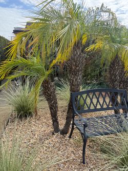 Mature Pygmy Date Palms / Robellini Palms – $100 Each