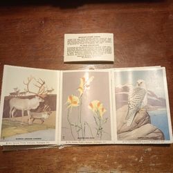 Vintage 1951 NATIONAL WILDLIFE FEDERATION STAMPS WASHINGTON D.C. 12 Total FOR SALE.