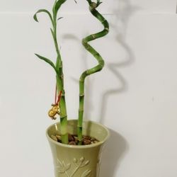 Live Lucky Bamboo Plant